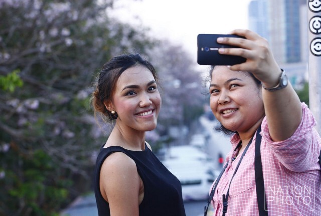ดอกชมพูพันธุ์ทิพย์ บานสะพรั่งริมรั้ว ที่สวนจตุจักร-สวนรถไฟ