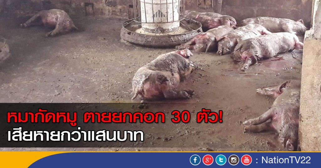 หมากัดหมูตายยกคอก 30 ตัว