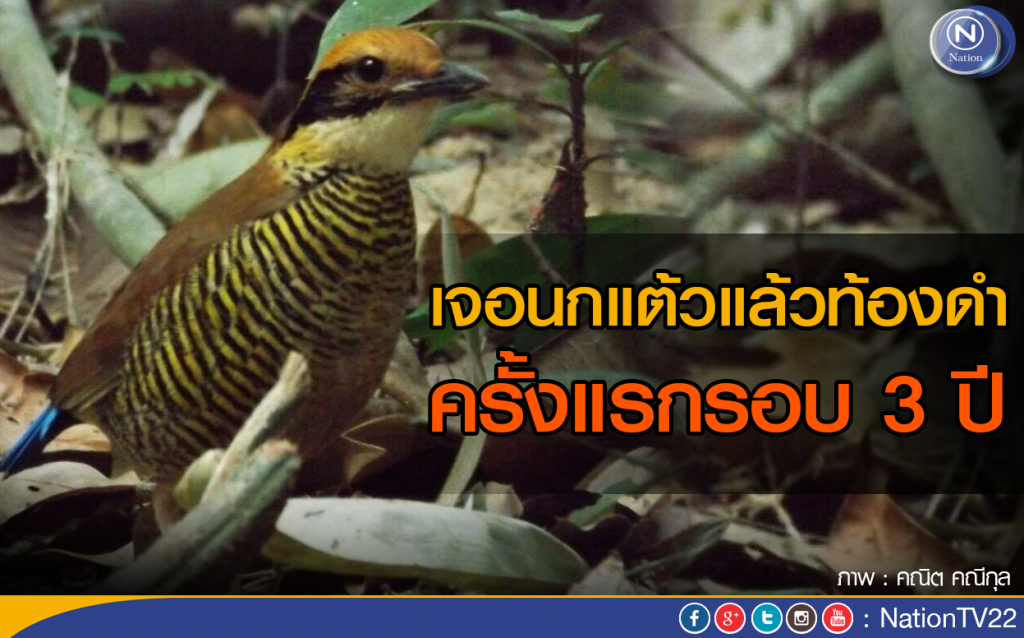 เจอนกแต้วแล้วท้องดำ ครั้งแรกรอบ 3 ปี