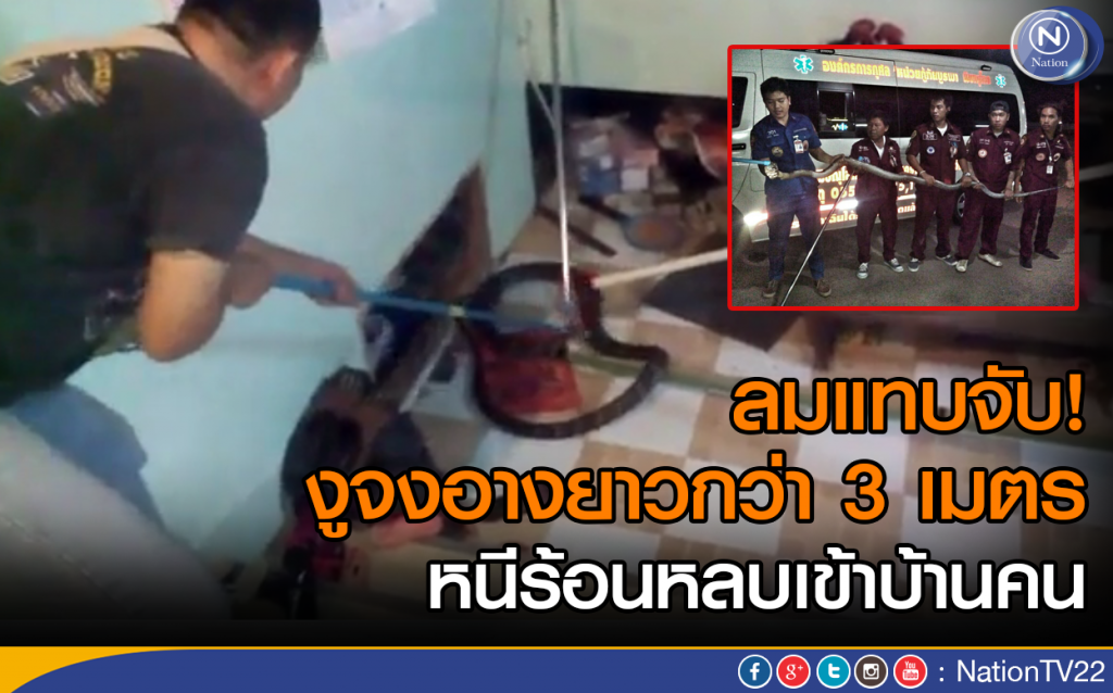 ลมแทบจับ! งูจงอางยาวกว่า 3 เมตร หนีร้อนหลบเข้าบ้านคน ลมแทบจับ! งูจงอางยาวกว่า 3 เมตร หนีร้อนหลบเข้าบ้านคน