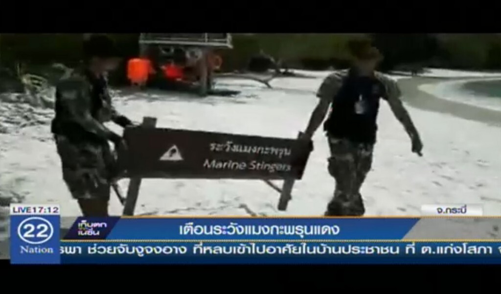 เตือนระวังแมงกะพรุนแดง เตือนระวังแมงกะพรุนแดง