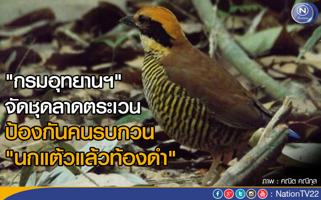 "กรมอุทยานฯ" จัดชุดลาดตระเวน ป้องกันคนรบกวน "นกแต้วแล้วท้องดำ" "กรมอุทยานฯ" จัดชุดลาดตระเวน ป้องกันคนรบกวน "นกแต้วแล้วท้องดำ"