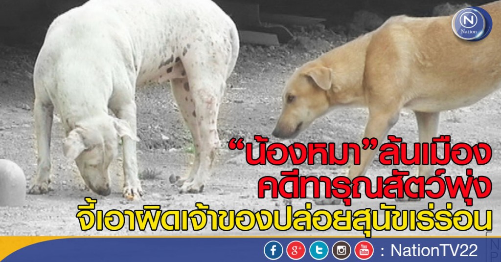 “น้องหมา”ล้นเมือง-คดีทารุณสัตว์พุ่ง
จี้เอาผิดเจ้าของปล่อยสุนัขเร่ร่อน
