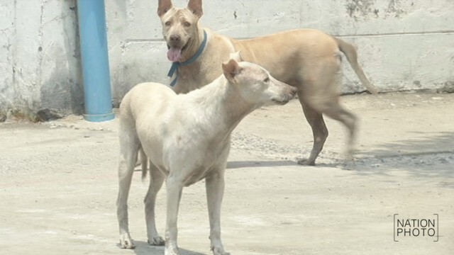“น้องหมา”ล้นเมือง-คดีทารุณสัตว์พุ่ง
จี้เอาผิดเจ้าของปล่อยสุนัขเร่ร่อน