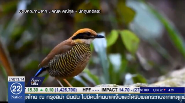 "กรมอุทยานฯ" จัดชุดลาดตระเวน ป้องกันคนรบกวน "นกแต้วแล้วท้องดำ"