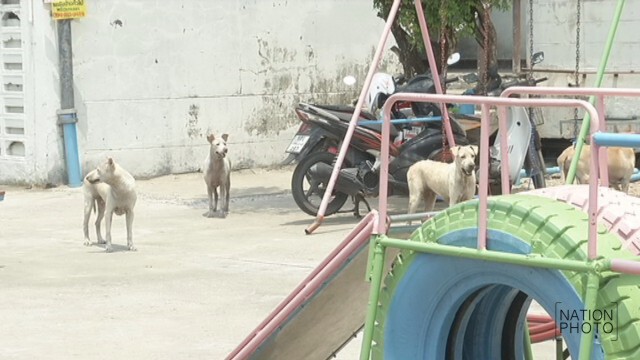 “น้องหมา”ล้นเมือง-คดีทารุณสัตว์พุ่ง
จี้เอาผิดเจ้าของปล่อยสุนัขเร่ร่อน