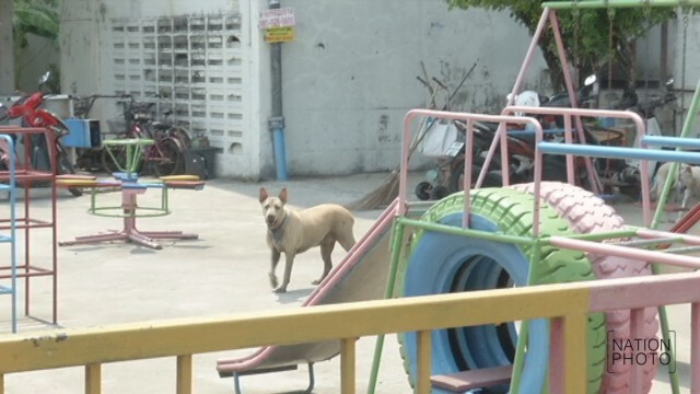 “น้องหมา”ล้นเมือง-คดีทารุณสัตว์พุ่ง
จี้เอาผิดเจ้าของปล่อยสุนัขเร่ร่อน