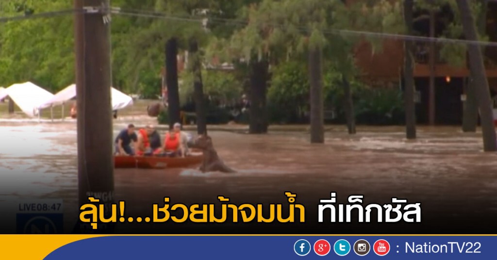 ลุ้น...ช่วยม้า จมน้ำที่เท็กซัส ลุ้น...ช่วยม้า จมน้ำที่เท็กซัส
