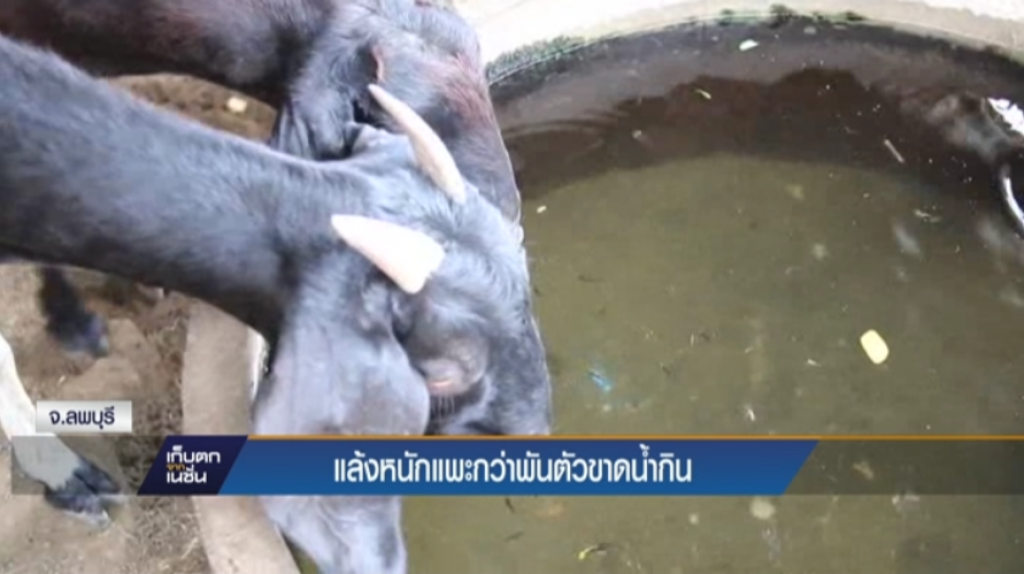 แล้งหนักแพะกว่าพันตัวขาดน้ำกิน