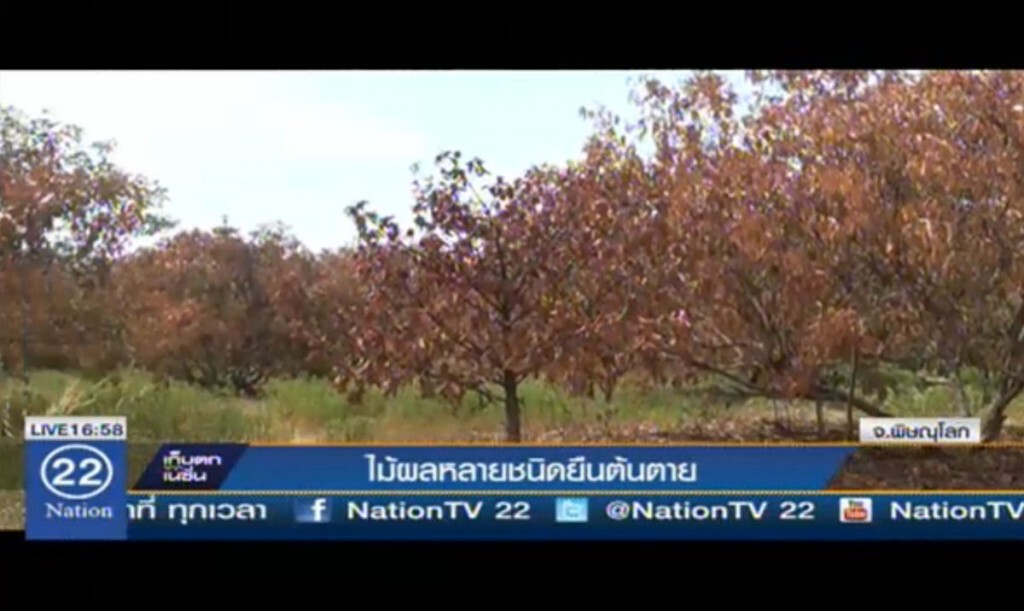 ไม้ผลหลากชนิด ยืนต้นตาย ไม้ผลหลากชนิด ยืนต้นตาย