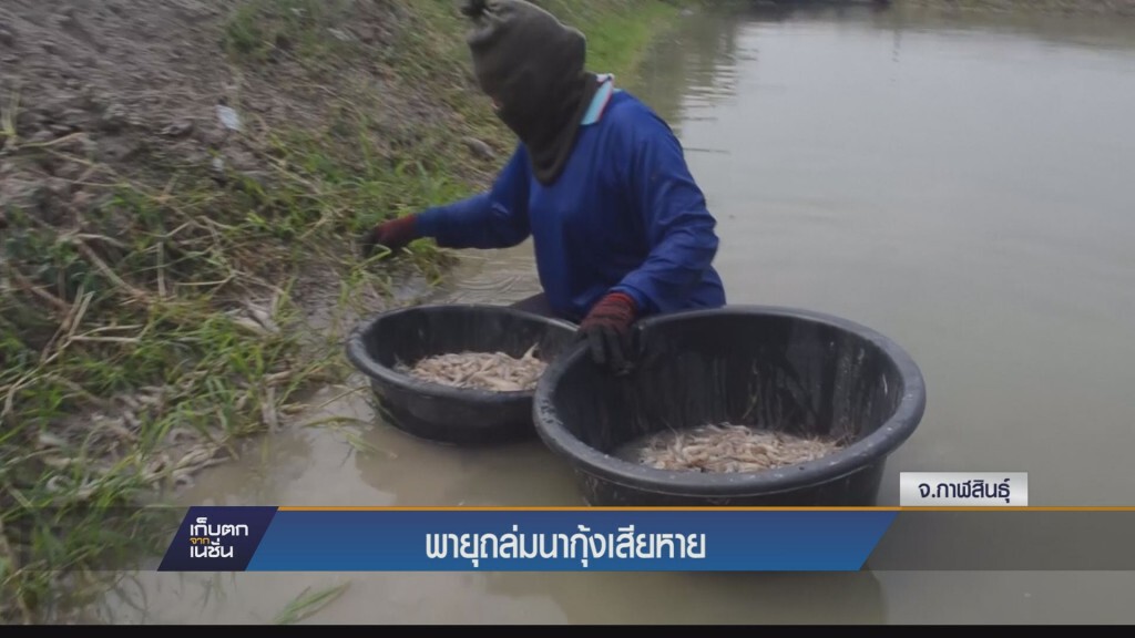 เก็บตกทั่วไทย - พายุถล่มนากุ้งเสียหาย