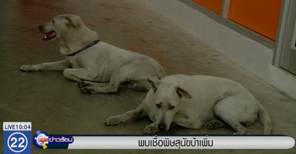 เผยพบเชื้อโรคพิษสุนัขบ้าเพิ่มขึ้นหลายพื้นที่