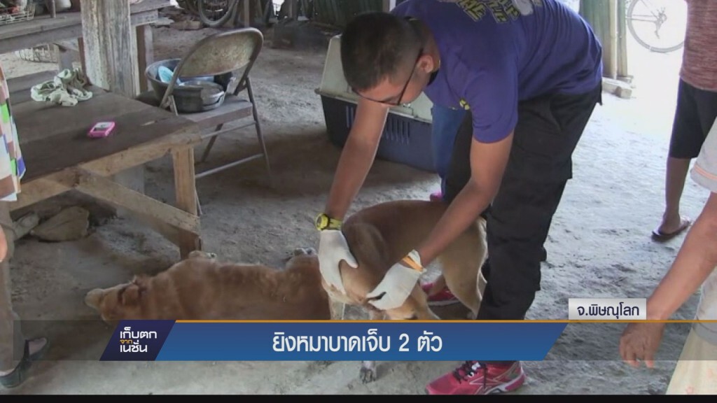 เก็บตกทั่วไทย - ยิงหมาบาดเจ็บ 2 ตัว