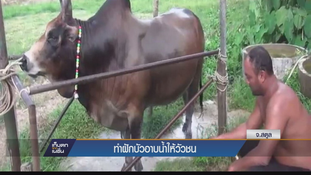 เก็บตกทั่วไทย - ทำฝักบัวอาบน้ำให้วัว