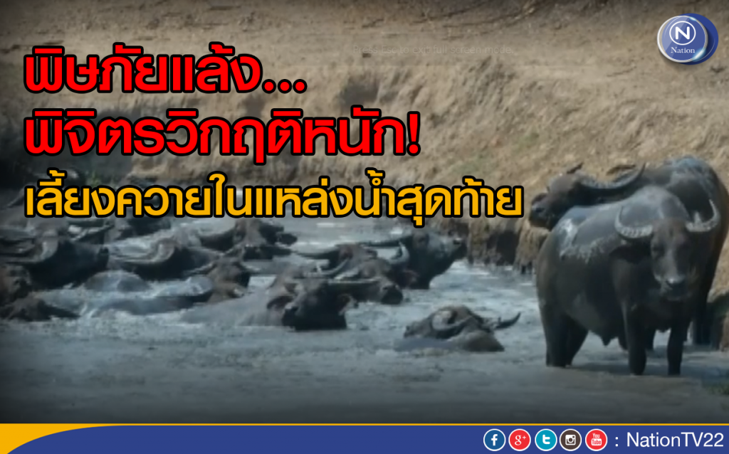 พิษภัยแล้ง...พิจิตรวิกฤติหนัก!
เลี้ยงควายในแหล่งน้ำสุดท้าย พิษภัยแล้ง...พิจิตรวิกฤติหนัก!
เลี้ยงควายในแหล่งน้ำสุดท้าย