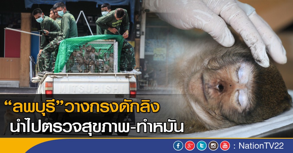"ลพบุรี"วางกรงดักลิง นำไปตรวจสุขภาพ-ทำหมัน "ลพบุรี"วางกรงดักลิง นำไปตรวจสุขภาพ-ทำหมัน