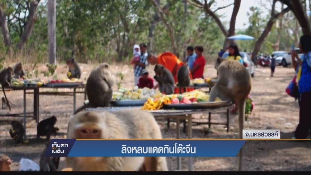 ลิงหลบแดดกินโต๊ะจีน
