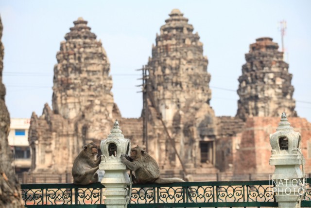 "ลพบุรี"วางกรงดักลิง นำไปตรวจสุขภาพ-ทำหมัน