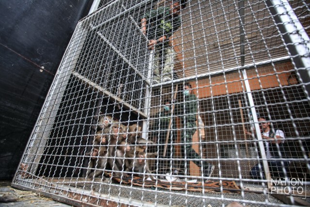 "ลพบุรี"วางกรงดักลิง นำไปตรวจสุขภาพ-ทำหมัน