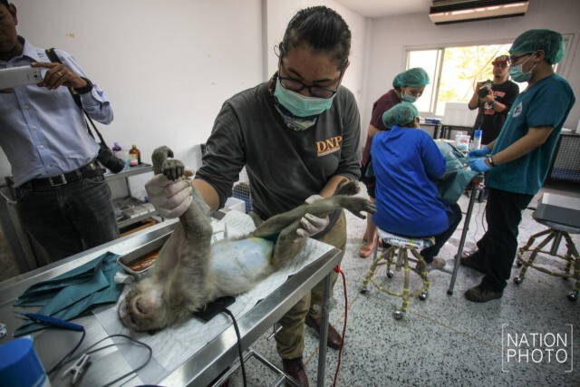 "ลพบุรี"วางกรงดักลิง นำไปตรวจสุขภาพ-ทำหมัน