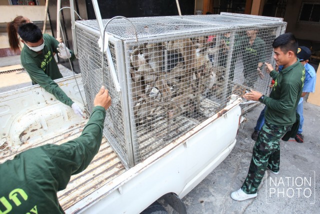 "ลพบุรี"วางกรงดักลิง นำไปตรวจสุขภาพ-ทำหมัน