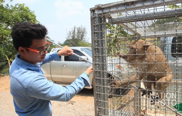 "ลพบุรี"วางกรงดักลิง นำไปตรวจสุขภาพ-ทำหมัน