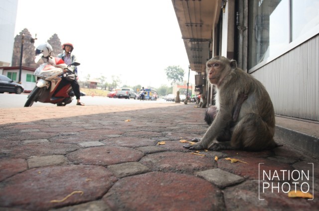 "ลพบุรี"วางกรงดักลิง นำไปตรวจสุขภาพ-ทำหมัน