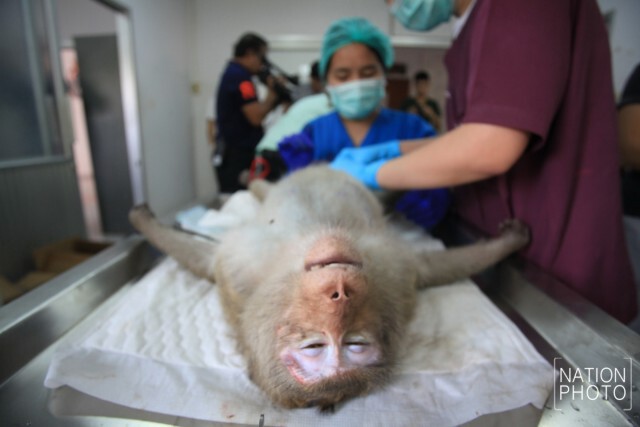 "ลพบุรี"วางกรงดักลิง นำไปตรวจสุขภาพ-ทำหมัน