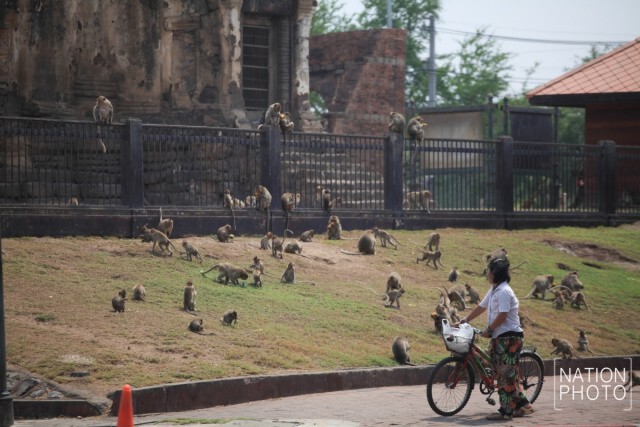 "ลพบุรี"วางกรงดักลิง นำไปตรวจสุขภาพ-ทำหมัน