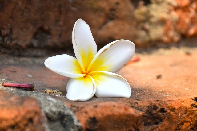 Chic-In  : กุลนที โฮมสเตย์ เอื่อยๆกับวิถึริมแม่น้ำนครชัยศรี บางเลน นครปฐม