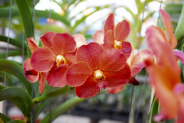 Chic-In  : กุลนที โฮมสเตย์ เอื่อยๆกับวิถึริมแม่น้ำนครชัยศรี บางเลน นครปฐม