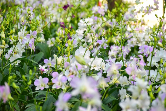 Chic-In  : กุลนที โฮมสเตย์ เอื่อยๆกับวิถึริมแม่น้ำนครชัยศรี บางเลน นครปฐม