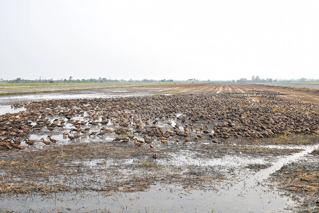 Chic-In  : กุลนที โฮมสเตย์ เอื่อยๆกับวิถึริมแม่น้ำนครชัยศรี บางเลน นครปฐม