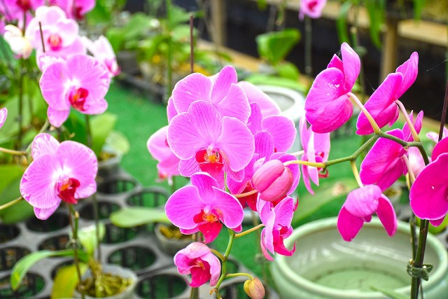 Chic-In  : กุลนที โฮมสเตย์ เอื่อยๆกับวิถึริมแม่น้ำนครชัยศรี บางเลน นครปฐม