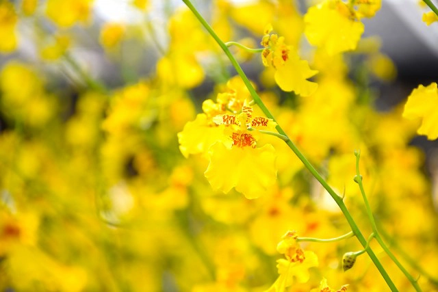 Chic-In  : กุลนที โฮมสเตย์ เอื่อยๆกับวิถึริมแม่น้ำนครชัยศรี บางเลน นครปฐม