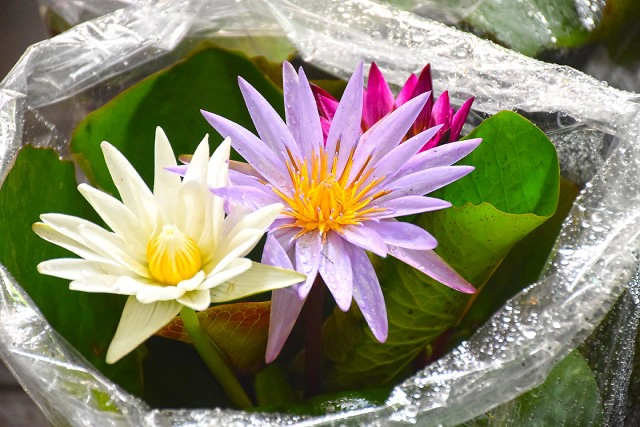 Chic-In  : กุลนที โฮมสเตย์ เอื่อยๆกับวิถึริมแม่น้ำนครชัยศรี บางเลน นครปฐม