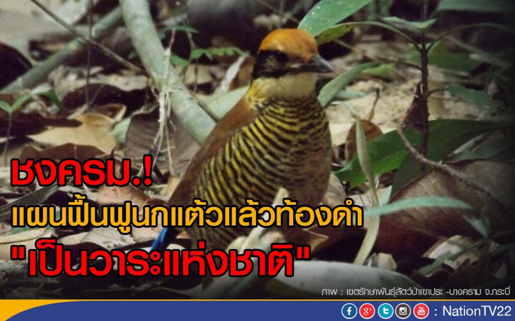 ชงครม.!  แผนฟื้นฟูนกแต้วแล้วท้องดำ "เป็นวาระแห่งชาติ"