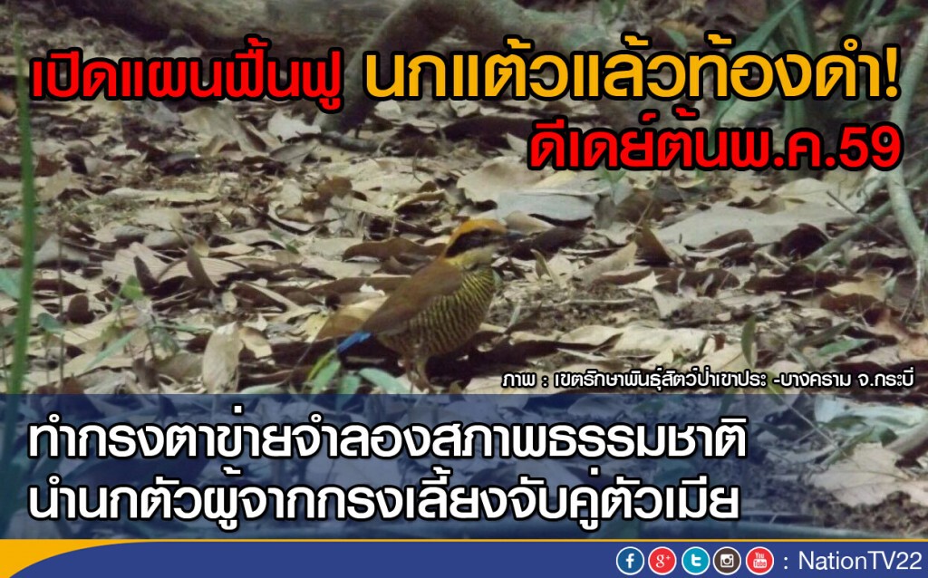 กรมอุทยานฯ เดินหน้าแผนฟื้นฟูนกแต้วแล้วท้องดำ กรมอุทยานฯ เดินหน้าแผนฟื้นฟูนกแต้วแล้วท้องดำ