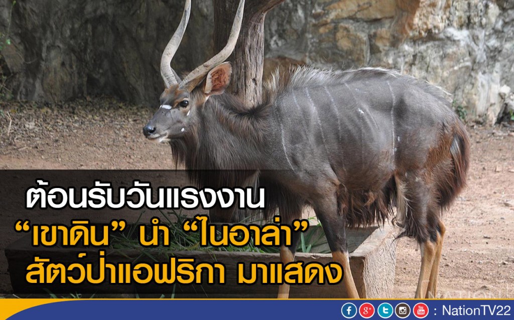 ต้อนรับวันแรงงาน "เขาดิน" นำ "ไนอาล่า" สัตว์ป่าแอฟริกา มาแสดง ต้อนรับวันแรงงาน "เขาดิน" นำ "ไนอาล่า" สัตว์ป่าแอฟริกา มาแสดง