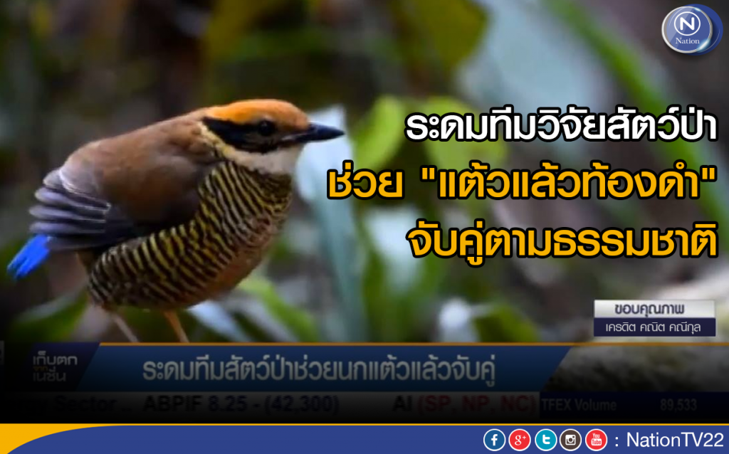 ระดมทีมวิจัยสัตว์ป่า ช่วย "แต้วแล้วท้องดำ" จับคู่ตามธรรมชาติ ระดมทีมวิจัยสัตว์ป่า ช่วย "แต้วแล้วท้องดำ" จับคู่ตามธรรมชาติ
