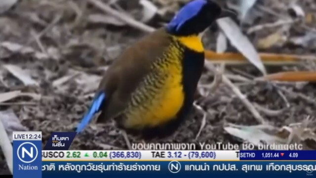 ระดมทีมวิจัยสัตว์ป่า ช่วย "แต้วแล้วท้องดำ" จับคู่ตามธรรมชาติ