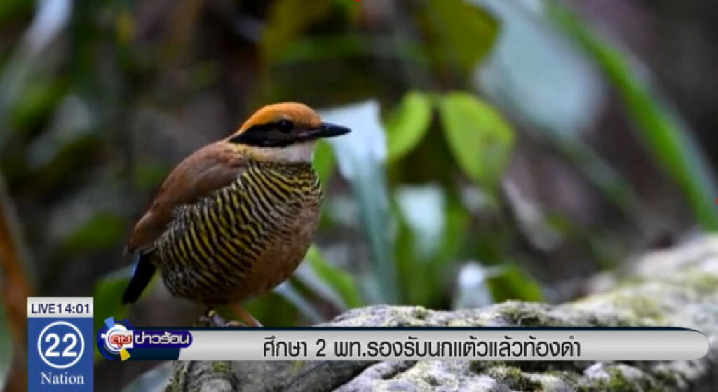 ศึกษา 2 พท. รองรับนกแต้วแล้วท้องดำ ศึกษา 2 พท. รองรับนกแต้วแล้วท้องดำ