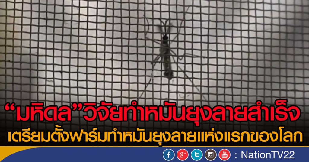 มหิดลวิจัยทำหมันยุงลายสำเร็จ
