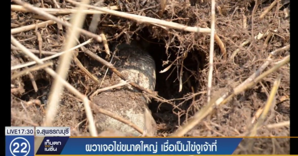 ผวาเจอไข่ขนาดใหญ่ เชื่อเป็นไข่งูเจ้าที่ ผวาเจอไข่ขนาดใหญ่ เชื่อเป็นไข่งูเจ้าที่