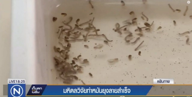 มหิดลวิจัยทำหมันยุงลายสำเร็จ