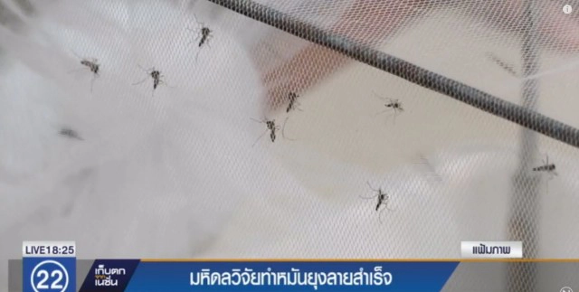 มหิดลวิจัยทำหมันยุงลายสำเร็จ