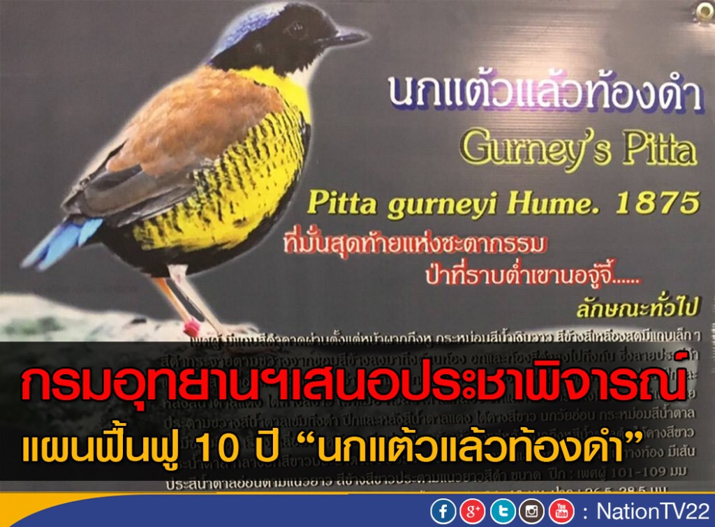 กรมอุทยานฯเสนอประชาพิจารณ์
แผนฟื้นฟู"นกแต้วแล้วท้องดำ"