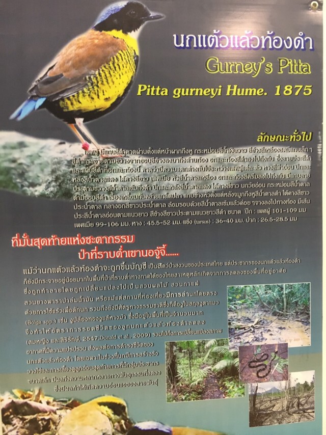 กรมอุทยานฯเสนอประชาพิจารณ์
แผนฟื้นฟู"นกแต้วแล้วท้องดำ"