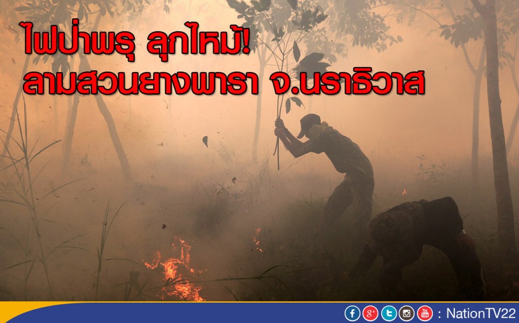 ไฟป่าพรุ ลุกไหม้! ลามสวนยางพารา จ.นราธิวาส ไฟป่าพรุ ลุกไหม้! ลามสวนยางพารา จ.นราธิวาส