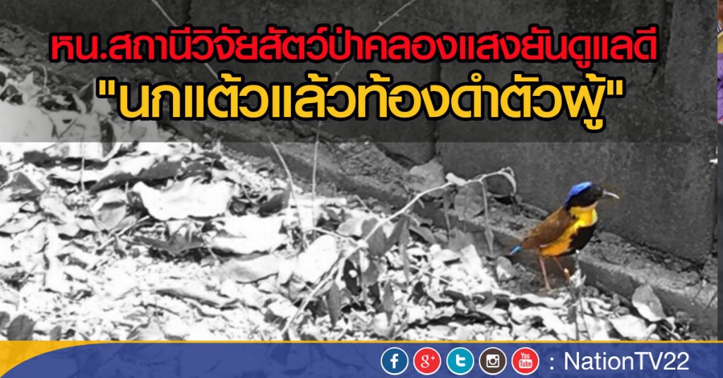 หน.สถานีวิจัยสัตว์ป่าคลองแสงยันดูแลดี "นกแต้วแล้วท้องดำตัวผู้" หน.สถานีวิจัยสัตว์ป่าคลองแสงยันดูแลดี "นกแต้วแล้วท้องดำตัวผู้"